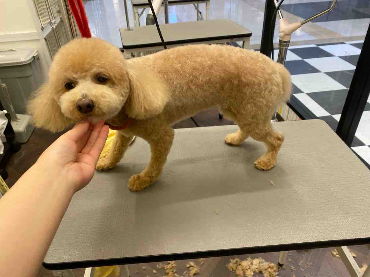 マルプー 全身6mm トイプードル全身10mm ペットショップワンラブ 富山ファボーレ店のスタッフブログ マルプー 全身6mm トイプードル全身10mm ペットショップワンラブ 富山ファボーレ店のスタッフブログ