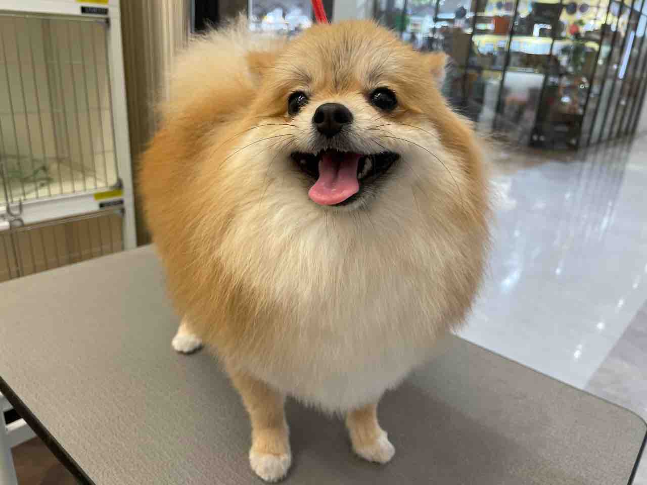 ポメラニアン 体そろえる 耳形出す お尻そろえる 富山ファボーレ店 島田 ペットショップワンラブ 富山ファボーレ店のスタッフブログ