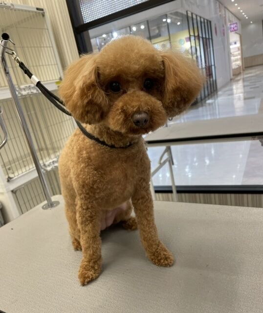 トイプードル 全身5mm ペットショップワンラブ 富山ファボーレ店のスタッフブログ
