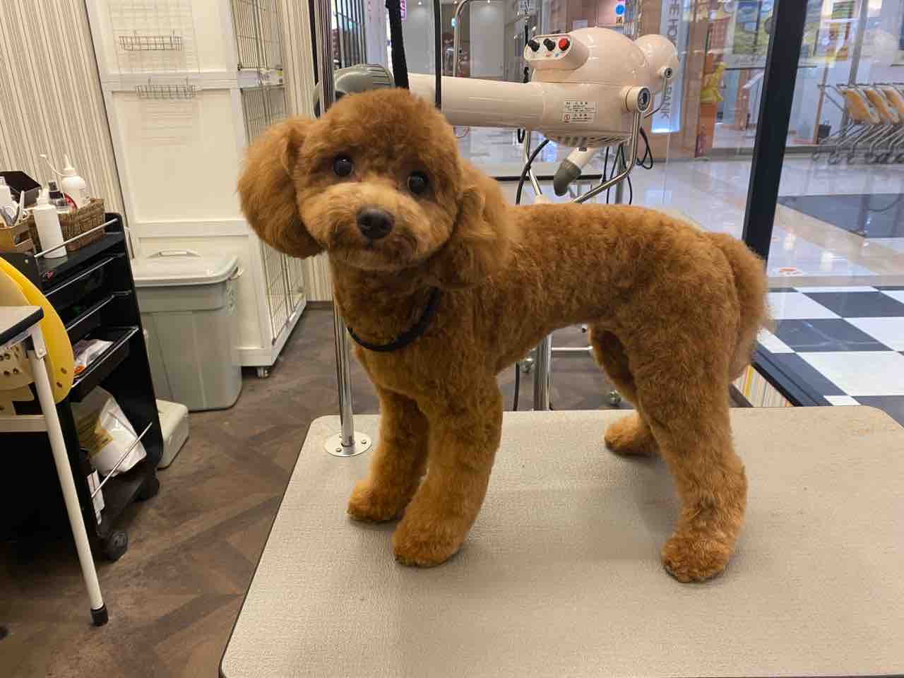 トイプードル 体6mm 四肢合わせて : ペットショップワンラブ 富山