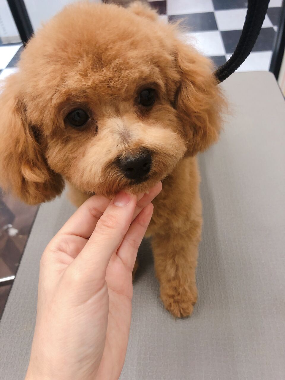 トイプードル 体ハサミ テディベアカット ペットショップワンラブ 富山ファボーレ店のスタッフブログ トイプードル 体ハサミ テディベアカット ペットショップワンラブ 富山ファボーレ店のスタッフブログ