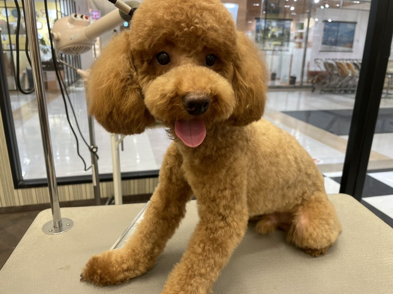 トイプードル 体5mm 四肢8mm : ペットショップワンラブ 富山ファボーレ