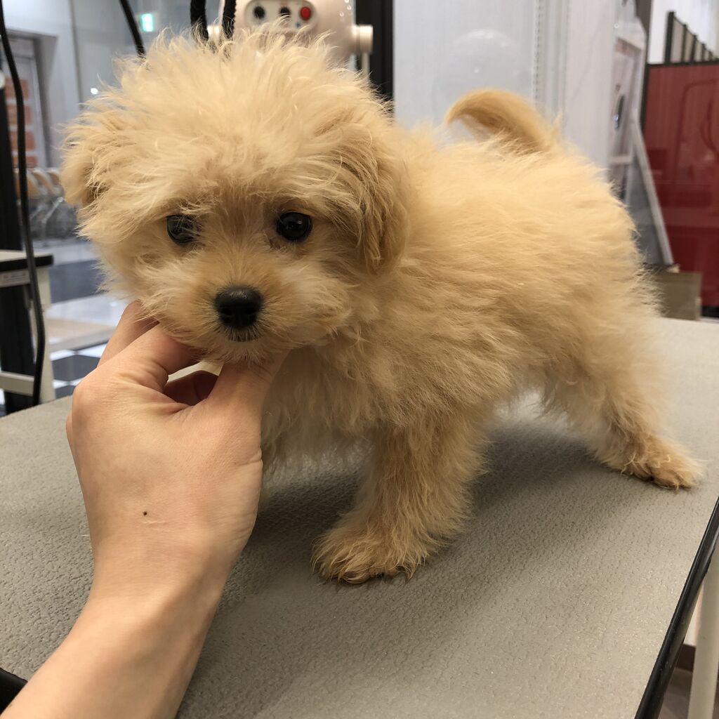 ポメプー 初めてのカット ペットショップワンラブ 富山ファボーレ店のスタッフブログ ポメプー 初めてのカット ペットショップワンラブ 富山ファボーレ店のスタッフブログ