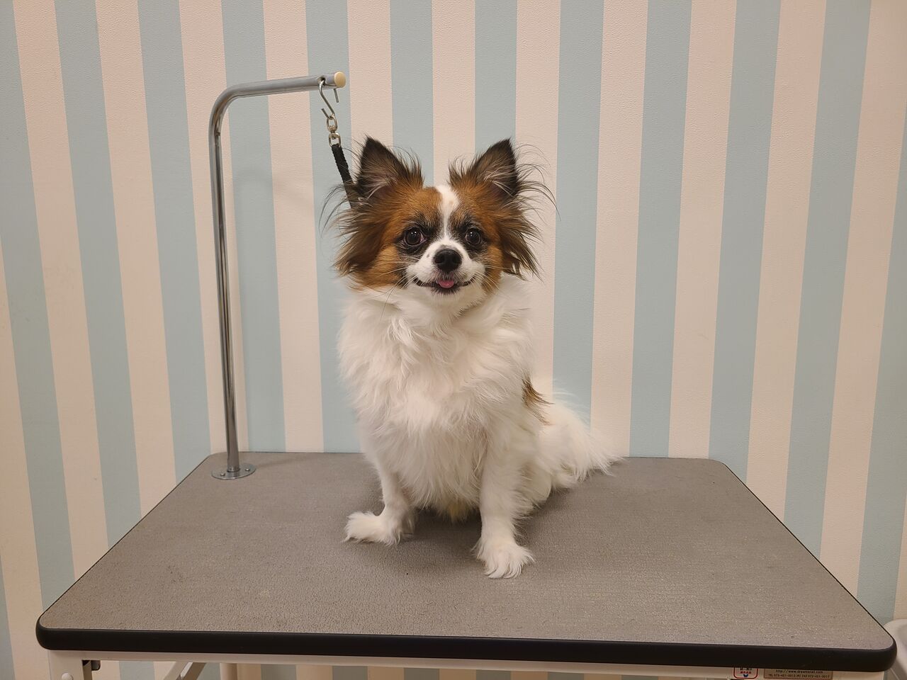 パピヨンのシンくん🚀 : 沖縄県 ペットショップワンラブ 浦添パルコ