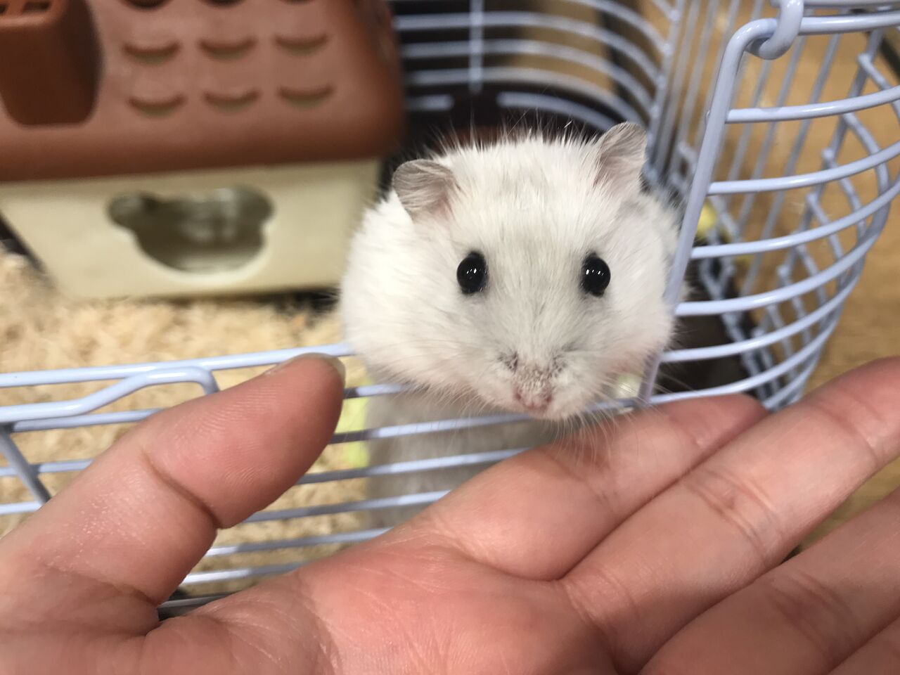 とっても可愛いハムちゃんず ペットショップ ワンラブ Coaska Bayside横須賀店のスタッフブログ