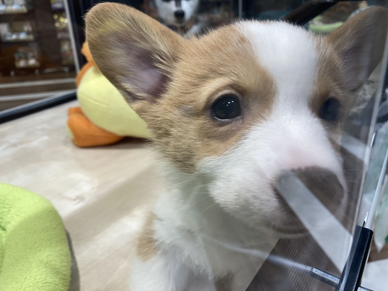 とっても可愛いコーギーちゃん ペットショップ ワンラブ Coaska Bayside横須賀店のスタッフブログ とっても可愛いコーギーちゃん ペットショップ ワンラブ Coaska Bayside横須賀店のスタッフブログ