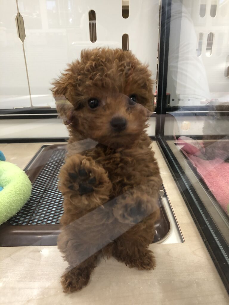 可愛いティーカッププードル ペットショップ ワンラブ Coaska Bayside横須賀店のスタッフブログ