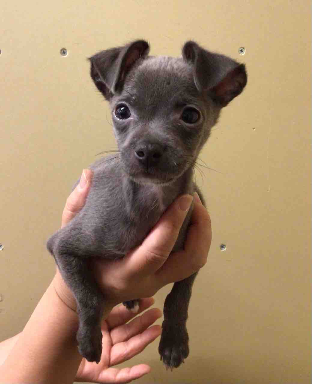 チワワとイタグレのミックスちゃん🥰 : ペットショップ ワンラブ