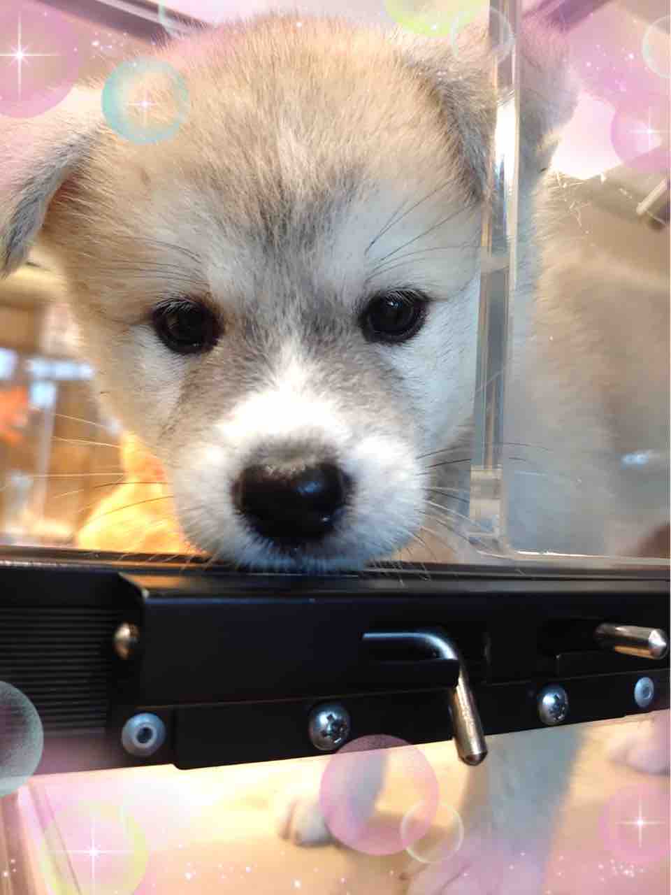 Beautiful秋田犬 ペットショップ ワンラブ Coaska Bayside横須賀店のスタッフブログ Beautiful秋田犬 ペットショップ ワンラブ Coaska Bayside横須賀店のスタッフブログ