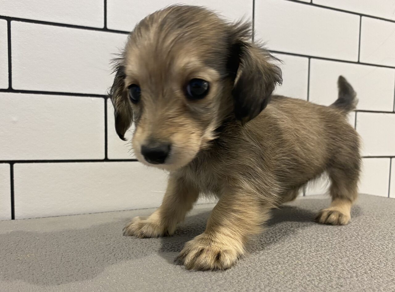 おっとりカニヘンダックスフンド ペットショップ ワンラブ Coaska Bayside横須賀店のスタッフブログ おっとりカニヘンダックスフンド ペットショップ ワンラブ Coaska Bayside横須賀店のスタッフブログ