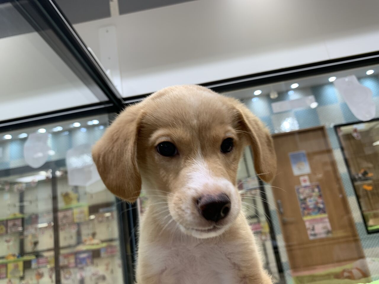 元気なイケメン柴ビーくん ペットショップ ワンラブ Coaska Bayside横須賀店のスタッフブログ 元気なイケメン柴ビーくん ペットショップ ワンラブ Coaska Bayside横須賀店のスタッフブログ