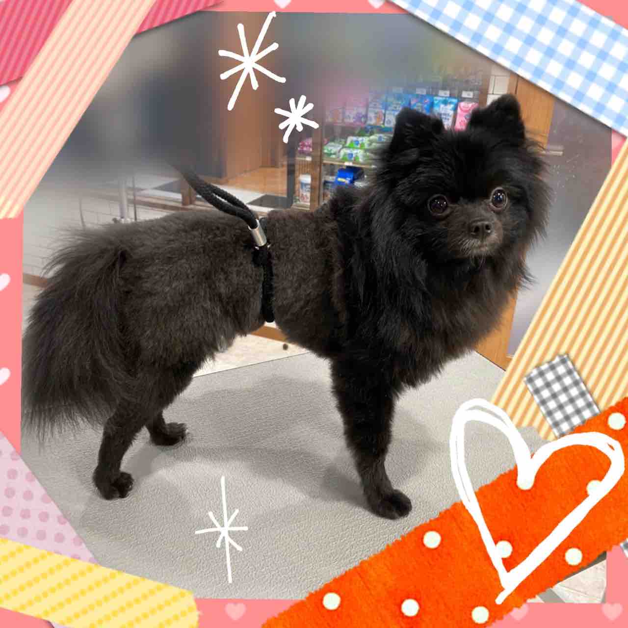 ポメチー S C りく 横須賀店波多野 ペットショップ ワンラブ Coaska Bayside横須賀店のスタッフブログ