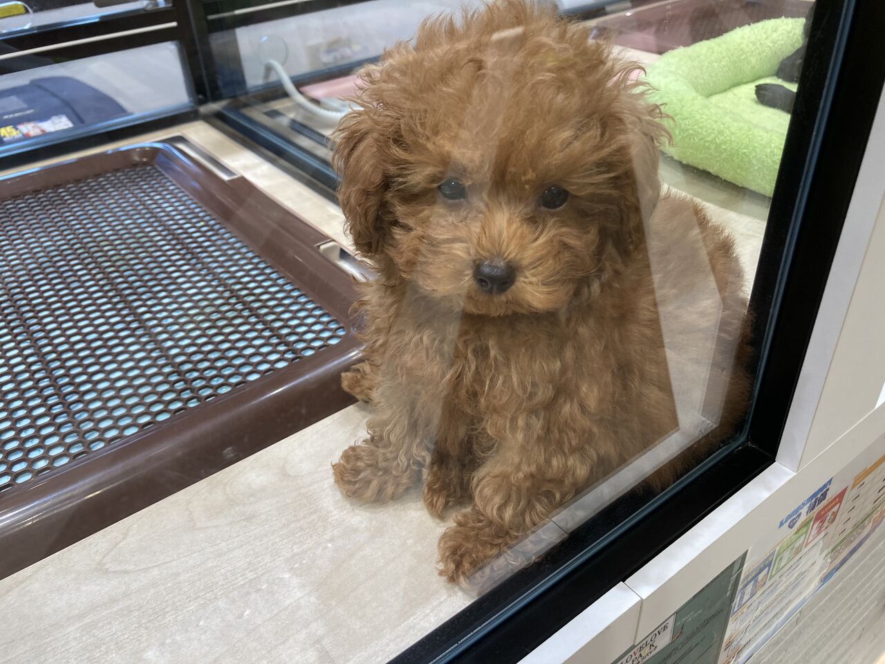 かわいいタイニープードルくん ペットショップ ワンラブ Coaska Bayside横須賀店のスタッフブログ