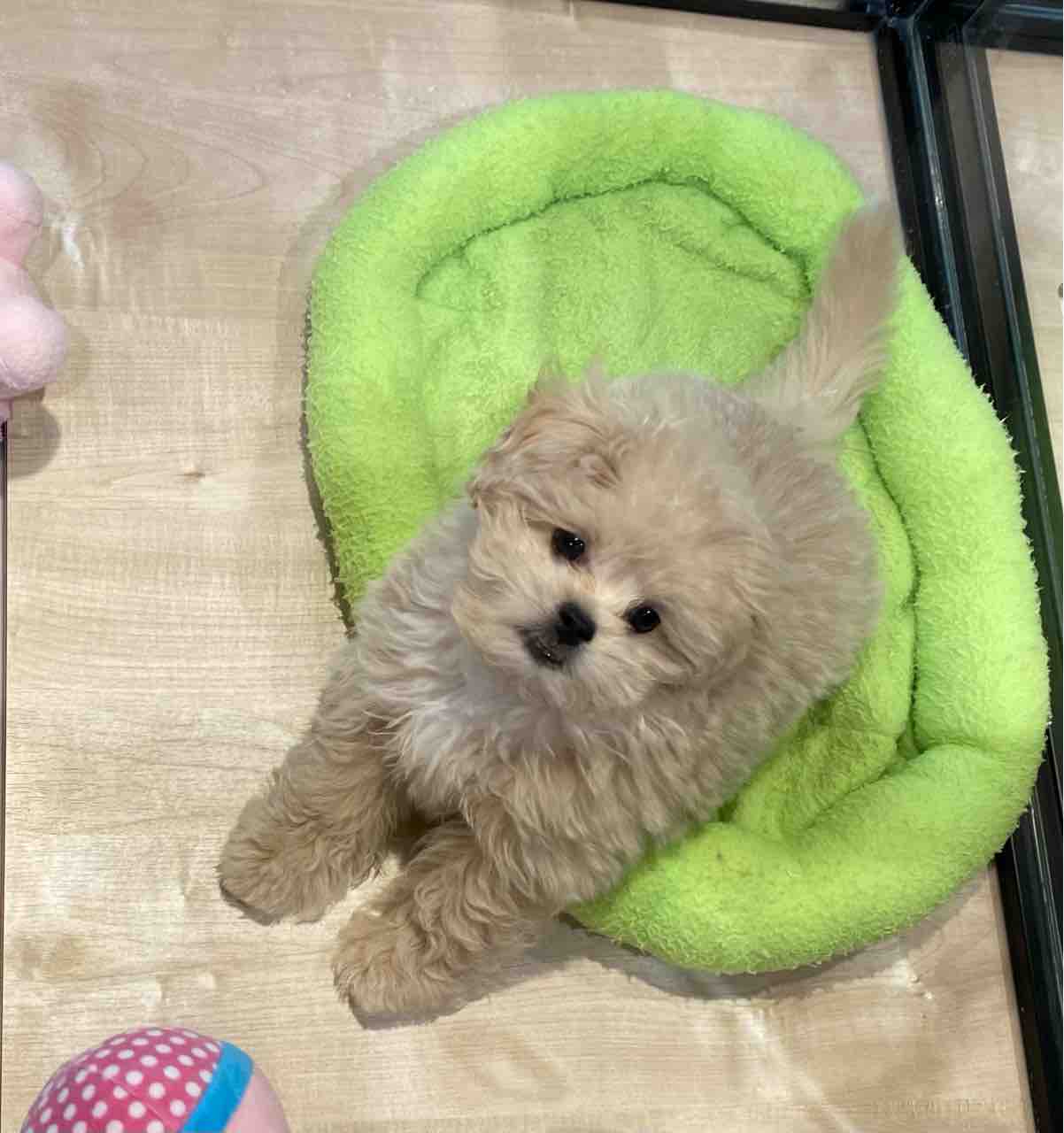 元気いっぱいミニマムズ ペットショップ ワンラブ Coaska Bayside横須賀店のスタッフブログ 元気いっぱいミニマムズ ペットショップ ワンラブ Coaska Bayside横須賀店のスタッフブログ