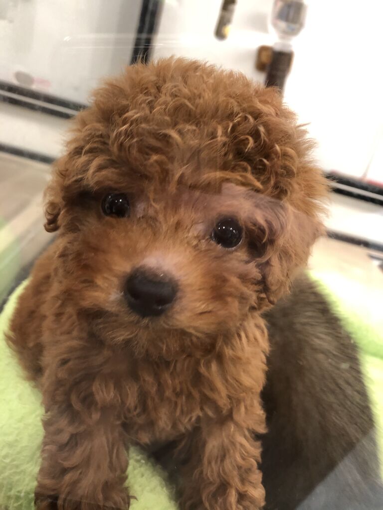 可愛いティーカッププードル ペットショップ ワンラブ Coaska Bayside横須賀店のスタッフブログ 可愛いティーカッププードル ペットショップ ワンラブ Coaska Bayside横須賀店のスタッフブログ