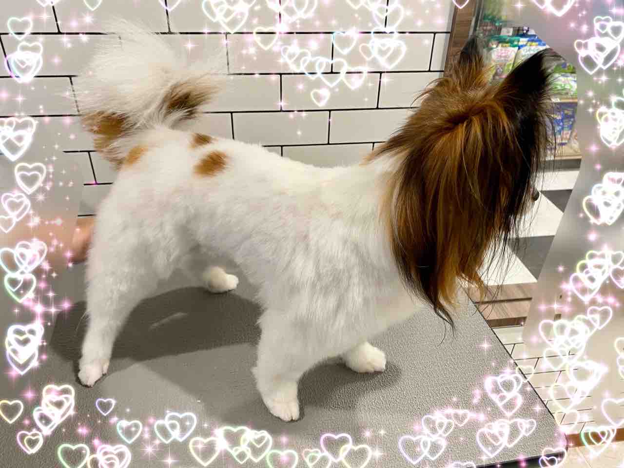 パピチワ S C のえる 横須賀店波多野 ペットショップ ワンラブ Coaska Bayside横須賀店のスタッフブログ