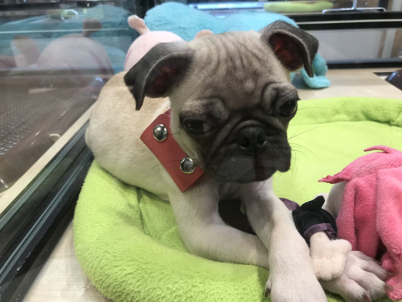 癒しのパグ君 ペットショップ ワンラブ Coaska Bayside横須賀店のスタッフブログ