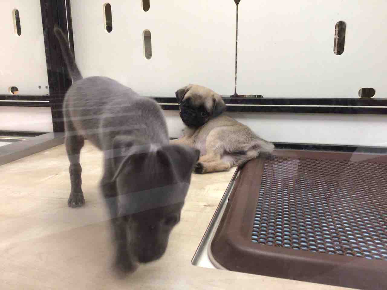 チワワとイタグレのミックスちゃん🥰 : ペットショップ ワンラブ