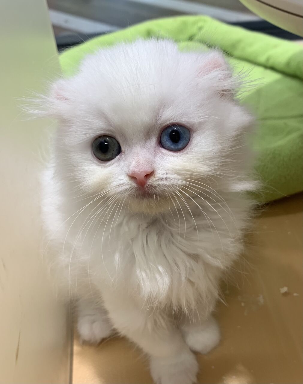 キラキラオッドアイ ペットショップ ワンラブ Coaska Bayside横須賀店のスタッフブログ