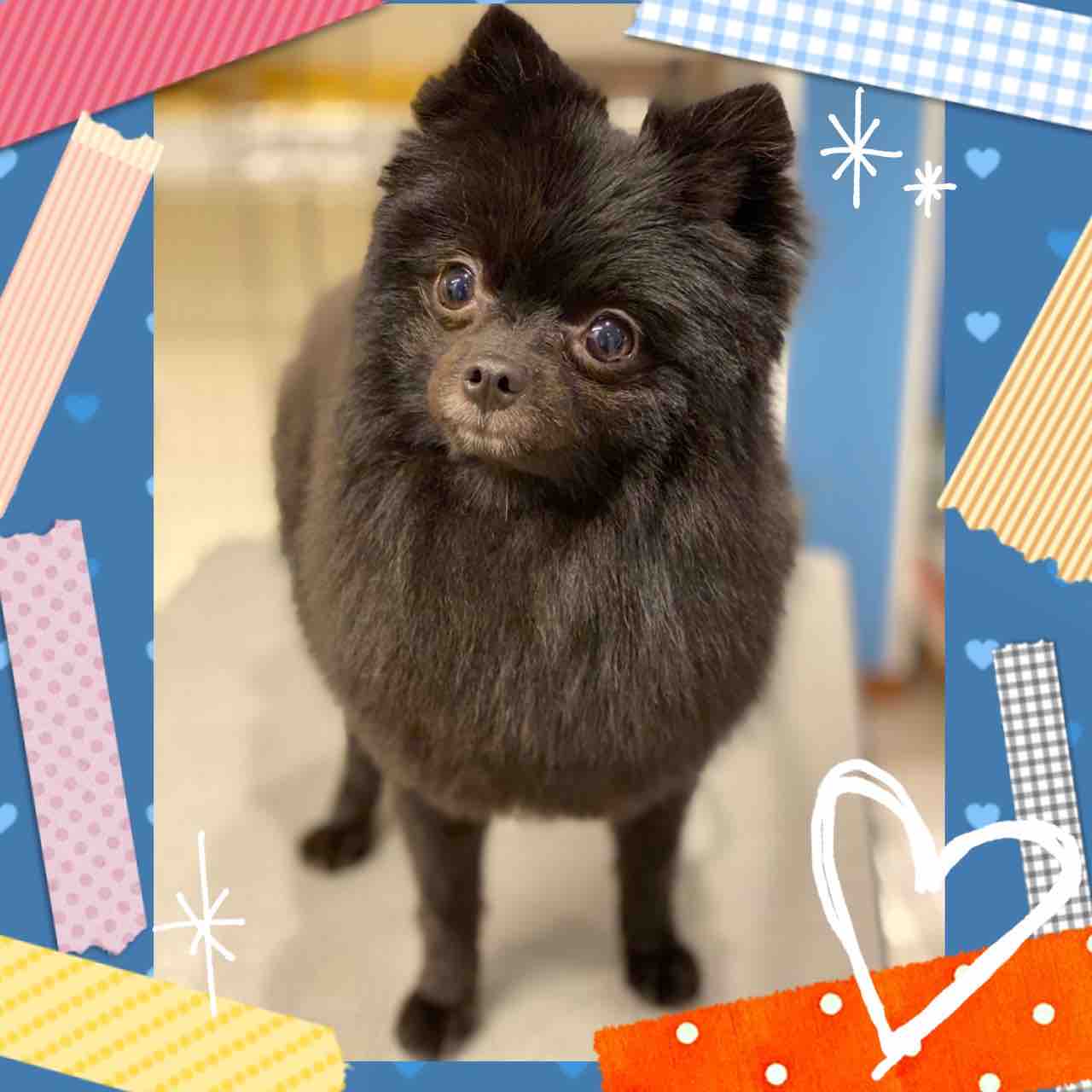 ポメチー S C りく 横須賀店波多野 ペットショップ ワンラブ Coaska Bayside横須賀店のスタッフブログ