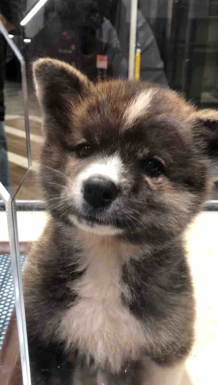 元気いっぱい秋田犬 ペットショップ ワンラブ Coaska Bayside横須賀店のスタッフブログ 元気いっぱい秋田犬 ペットショップ ワンラブ Coaska Bayside横須賀店のスタッフブログ