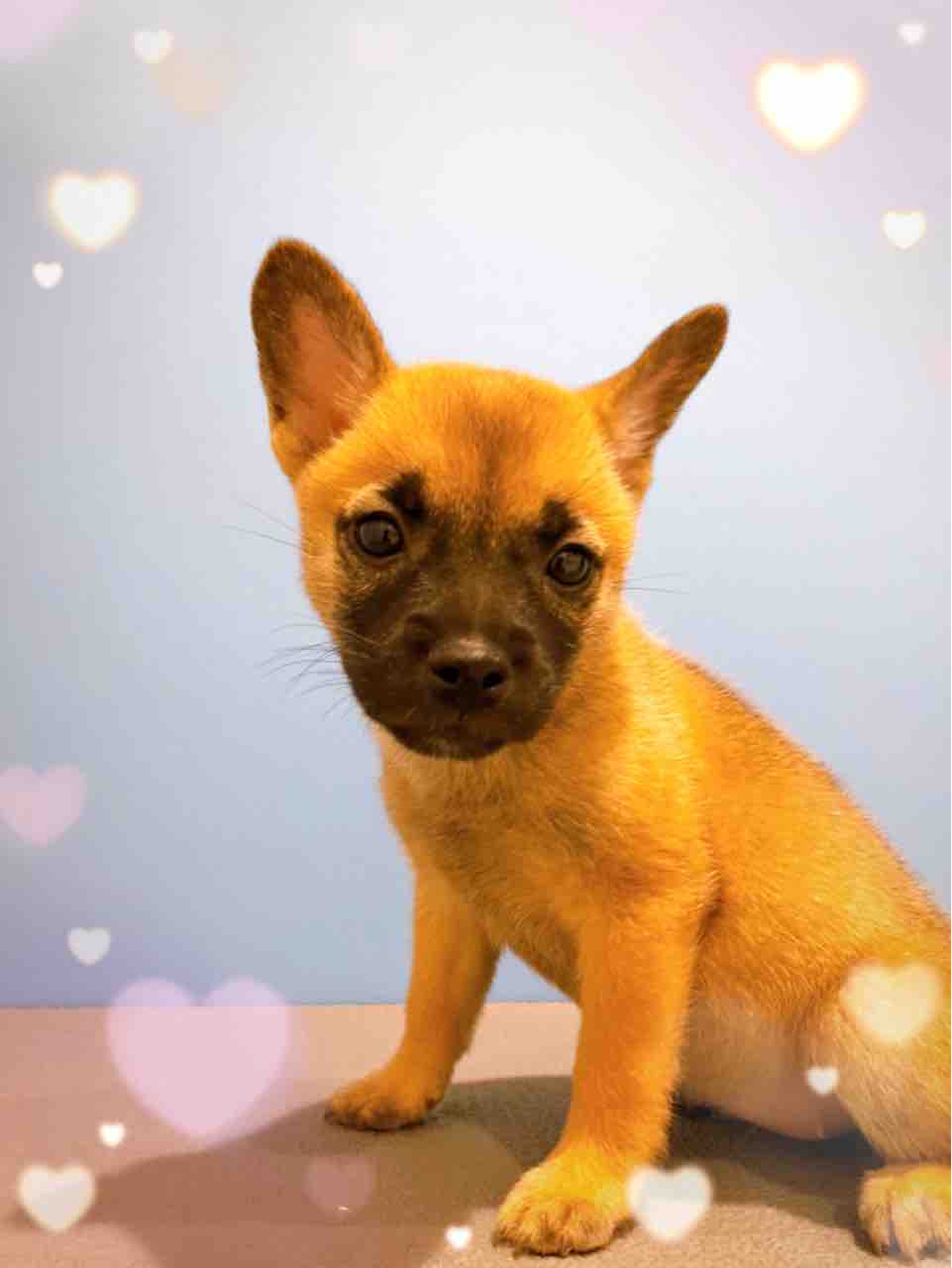 レアミックス犬 ペットショップ ワンラブ Coaska Bayside横須賀店のスタッフブログ