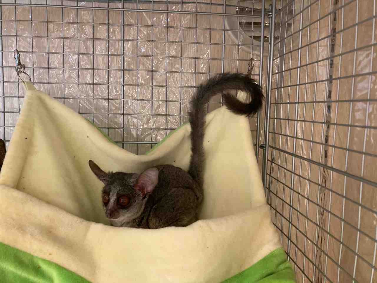 小動物 家族が決まりました ペットショップ ワンラブ Coaska Bayside横須賀店のスタッフブログ