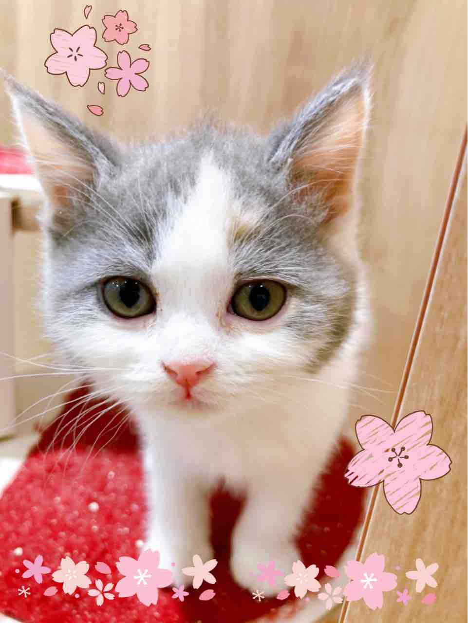 可愛い スコティッシュフォールド ペットショップ ワンラブ Coaska Bayside横須賀店のスタッフブログ