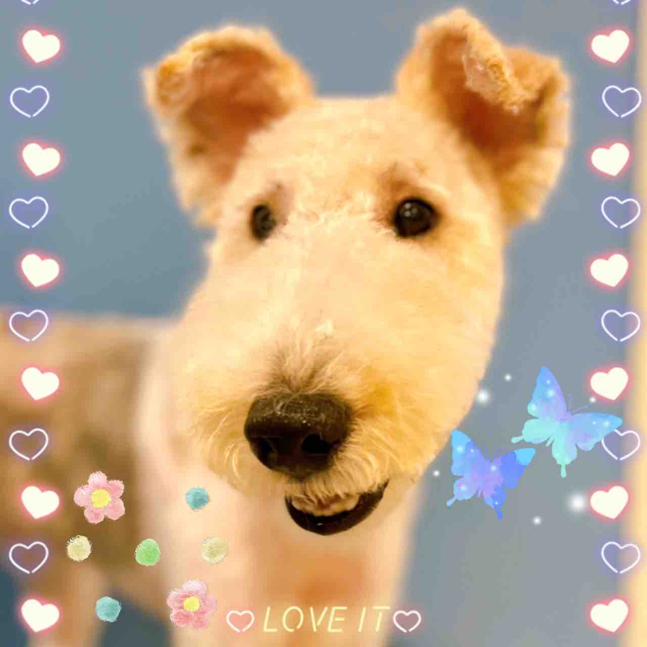 ワイヤーフォックステリア S C オレオちゃん 横須賀店小松 ペットショップ ワンラブ Coaska Bayside横須賀店のスタッフブログ