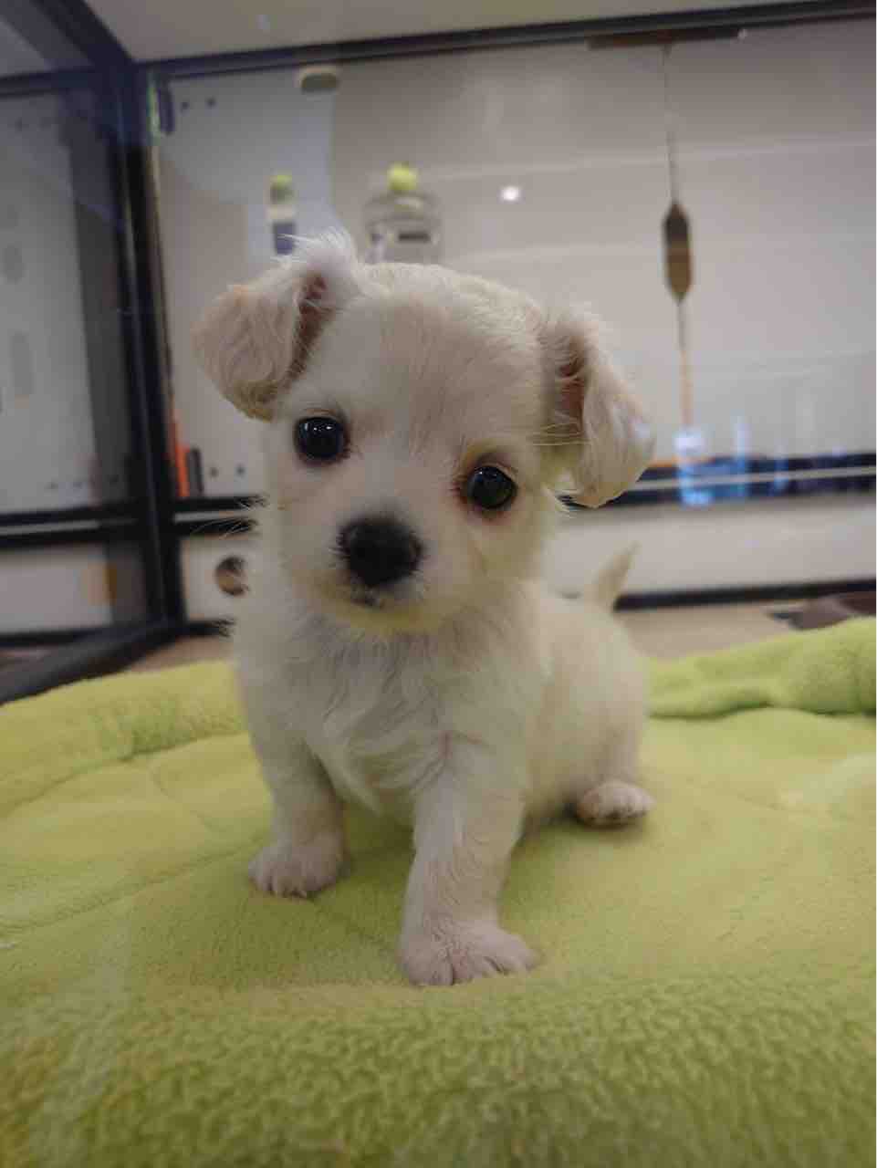 チワックス ペットショップ ワンラブ Coaska Bayside横須賀店のスタッフブログ チワックス ペットショップ ワンラブ Coaska Bayside横須賀店のスタッフブログ