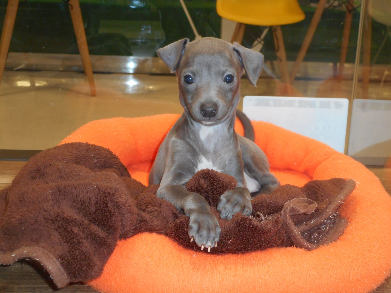 イタグレちゃん( *´艸｀) : 新潟県新潟市 ペットショップワンラブ