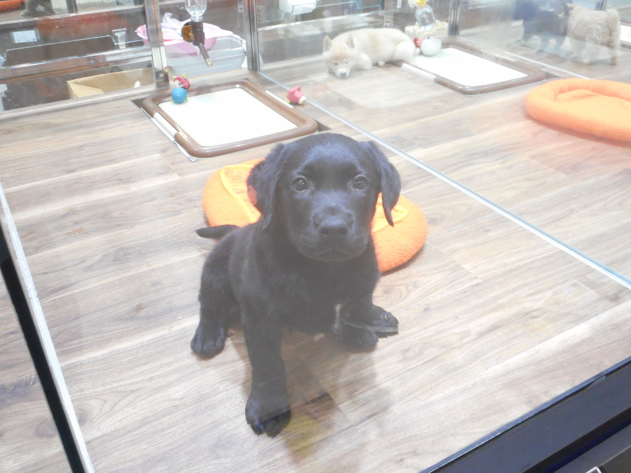 黒ラブちゃん 新潟県新潟市 ペットショップワンラブ フレスポ赤道店ブログ 黒ラブちゃん 新潟県新潟市 ペットショップワンラブ フレスポ赤道店ブログ