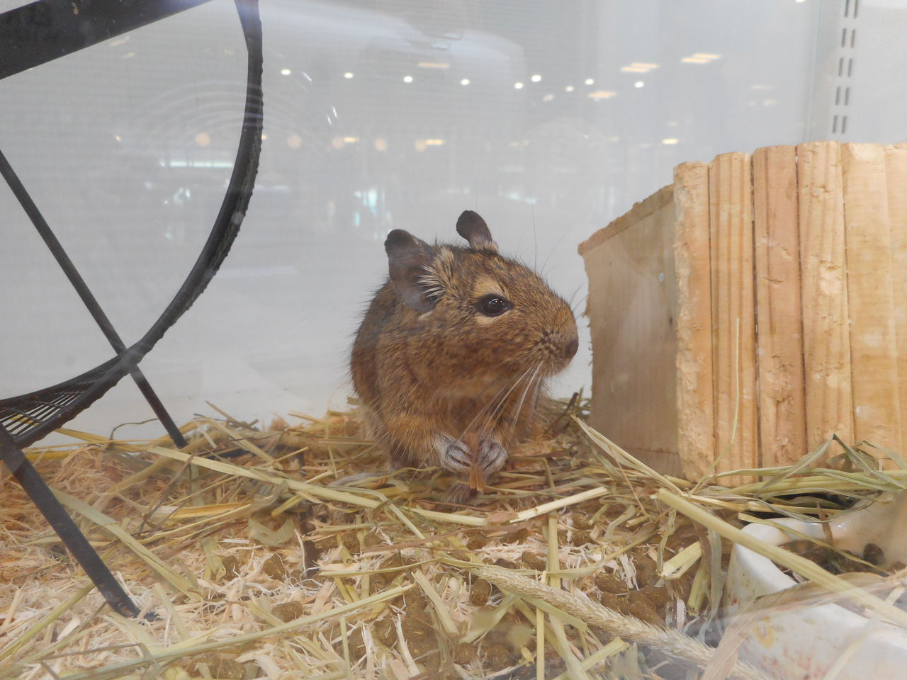 ちっちゃくてかわいい子 W デグーちゃん 新潟県新潟市 ペットショップワンラブ フレスポ赤道店ブログ ちっちゃくてかわいい子 W デグーちゃん 新潟県新潟市 ペットショップワンラブ フレスポ赤道店ブログ