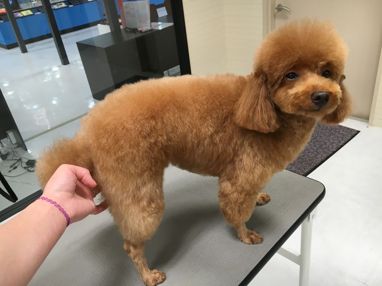 トリミングブログ ヒツジさんカット 新潟県新潟市 ペットショップワンラブ フレスポ赤道店ブログ トリミングブログ ヒツジさんカット 新潟県新潟市 ペットショップワンラブ フレスポ赤道店ブログ