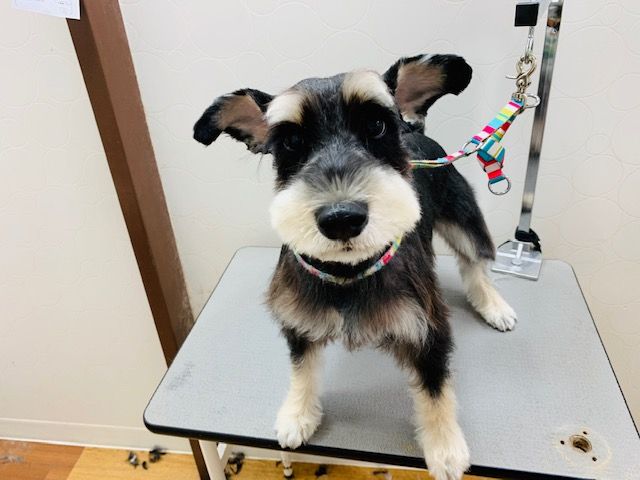 シュナウザーカット アピア富山店 西田 富山県富山市 ワンラブアピア富山店のblog シュナウザーカット アピア富山店 西田 富山県富山市 ワンラブアピア富山店のblog