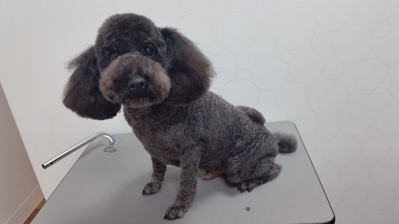 トイプードル 体3ミリ背中ハート型 100382995アピア富山店 朝岡 : 富山