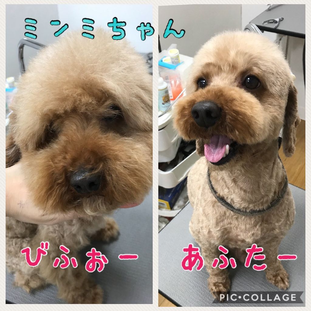 トイプードル 3 全身バリカン テディベアカット短め アピア富山店 西田 富山県富山市 ワンラブアピア富山店のblog