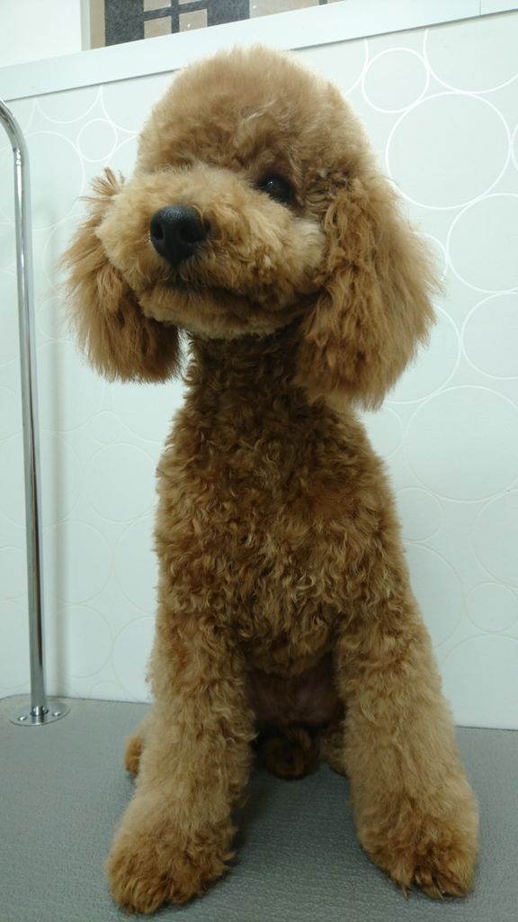 トイプードル 体8mmソフトブーツカット頭高め アピア富山店島田 富山県富山市 ワンラブアピア富山店のblog