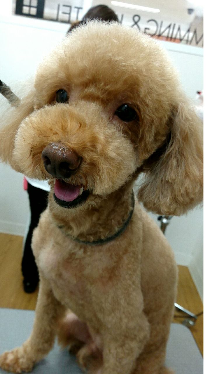 ayhyimam　プードル ayhyimam プードル プロマネージ 成犬用 トイプードル専用 小粒