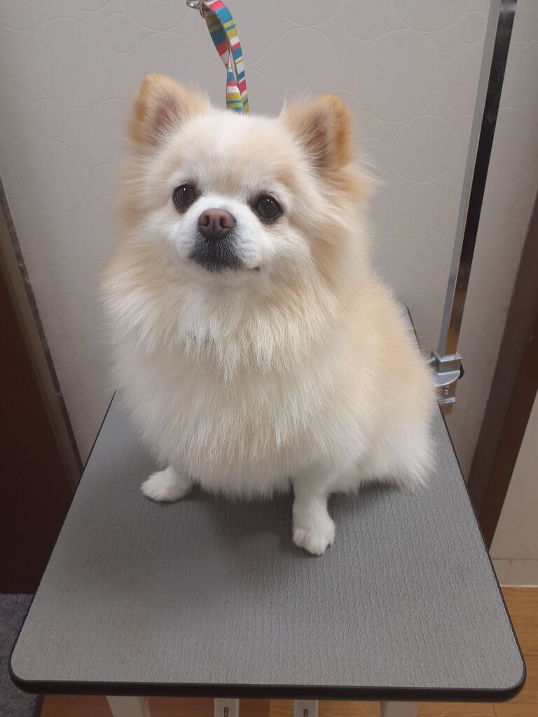 ポメチー 体10mm アピア富山店 朝岡 富山県富山市 ワンラブアピア富山店のblog