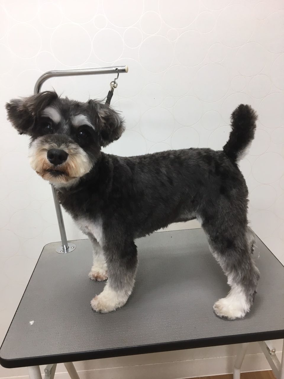 シュナウザー 体3mm アピア富山店 糀 100421267 : 富山県富山市