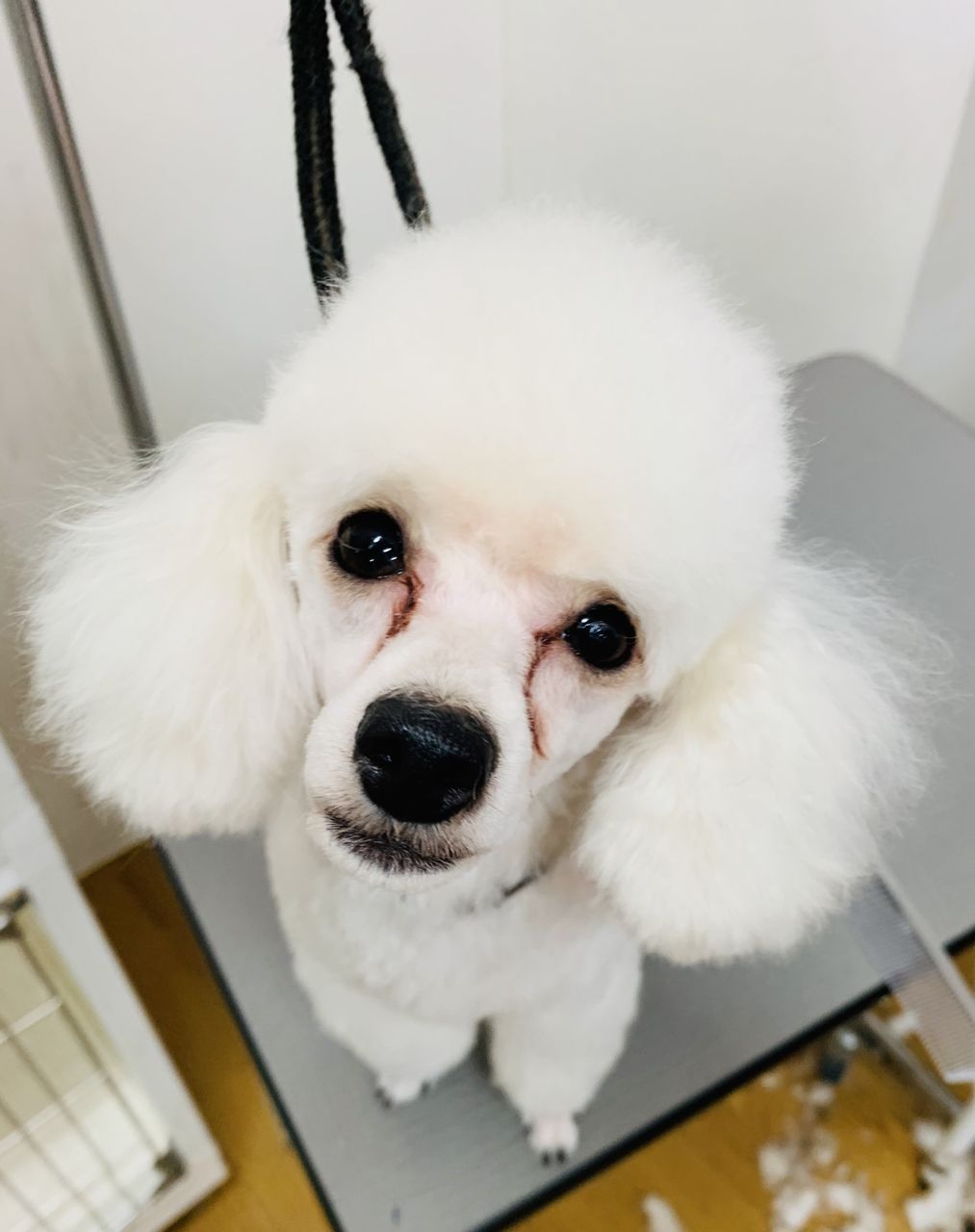 トイプードル ラムクリップ アピア富山店 西田 富山県富山市 ワンラブアピア富山店のblog トイプードル ラムクリップ アピア富山店 西田 富山県富山市 ワンラブアピア富山店のblog