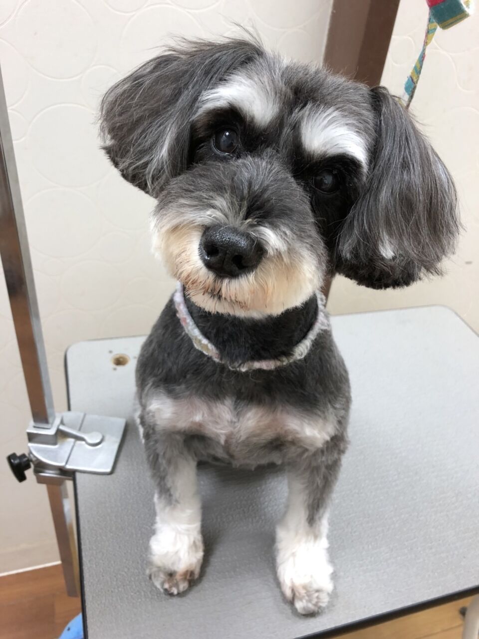 ミニチュアシュナウザー 体3mm アピア富山店 福家 : 富山県富山市