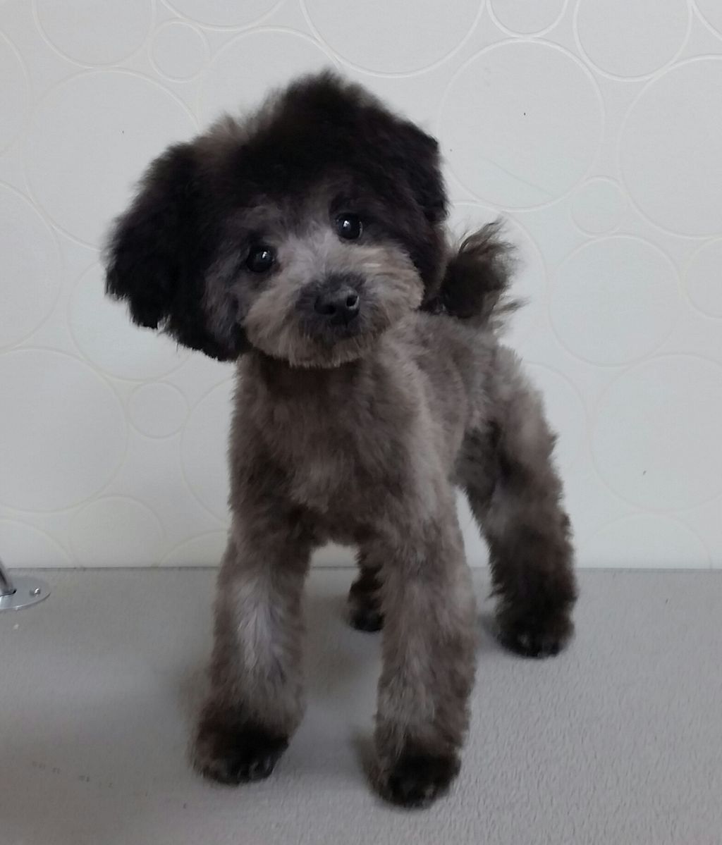 トイプードル 体5ミリ アピア富山店 蜷川 富山県富山市 ワンラブアピア富山店のblog