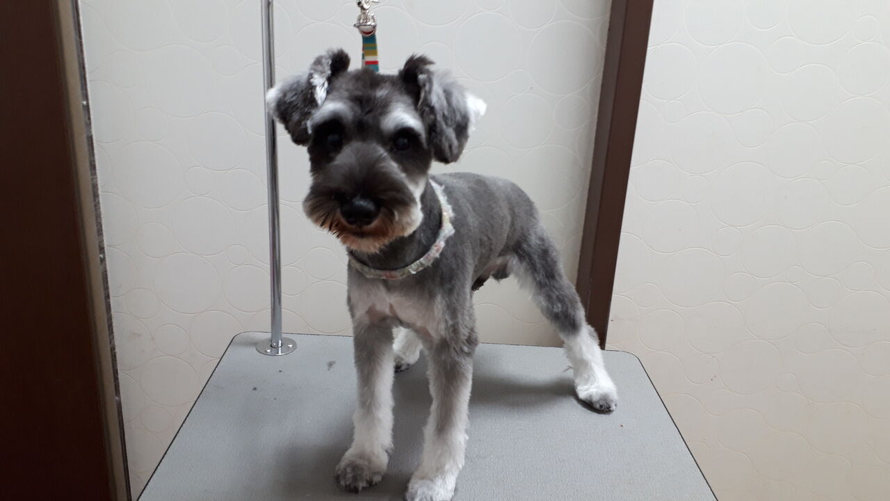 ミニチュアシュナウザー 体2mm アピア富山店 朝岡 富山県富山市 ワンラブアピア富山店のblog