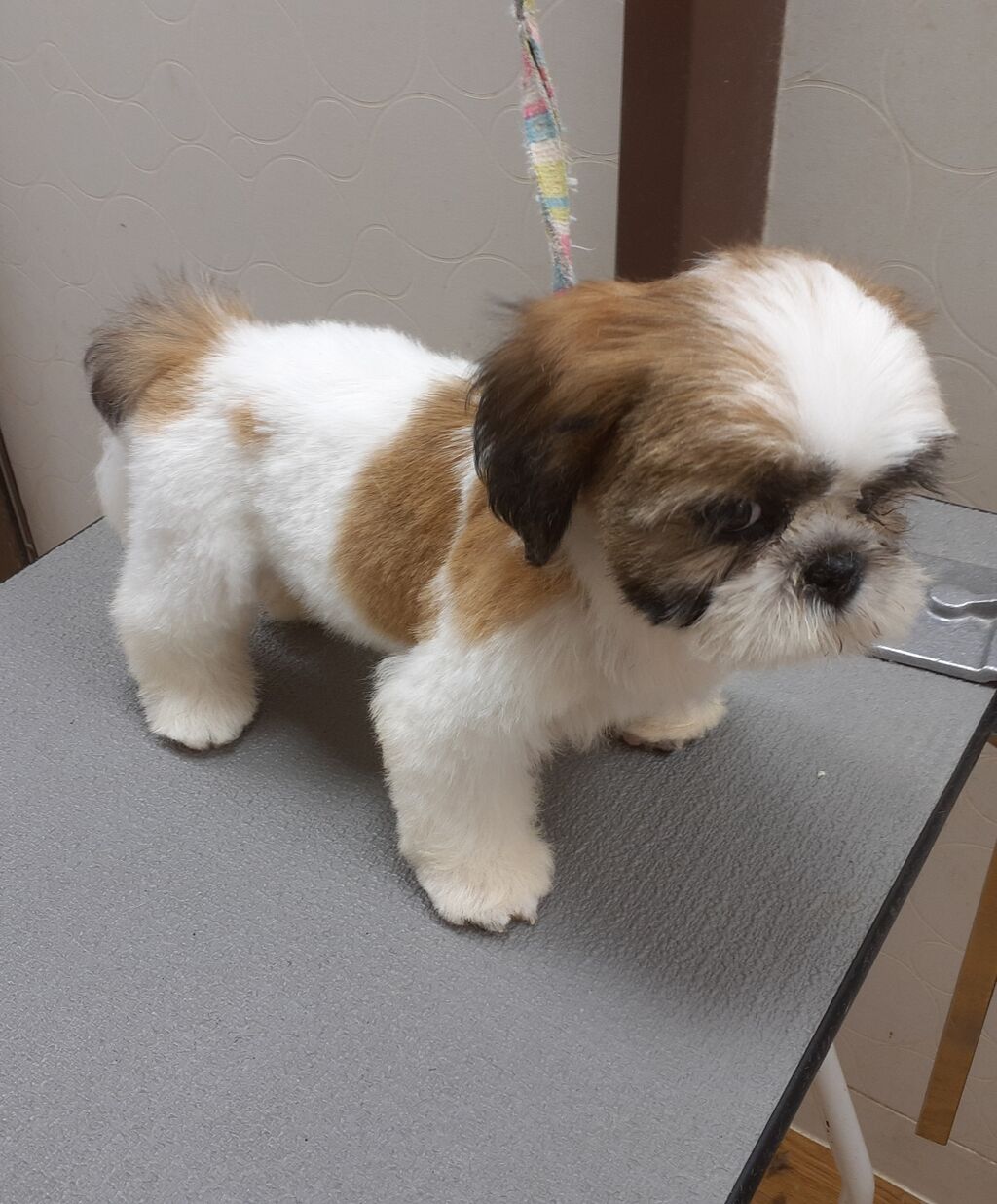 シーズー パピーカット アピア富山店 朝岡 富山県富山市 ワンラブアピア富山店のblog