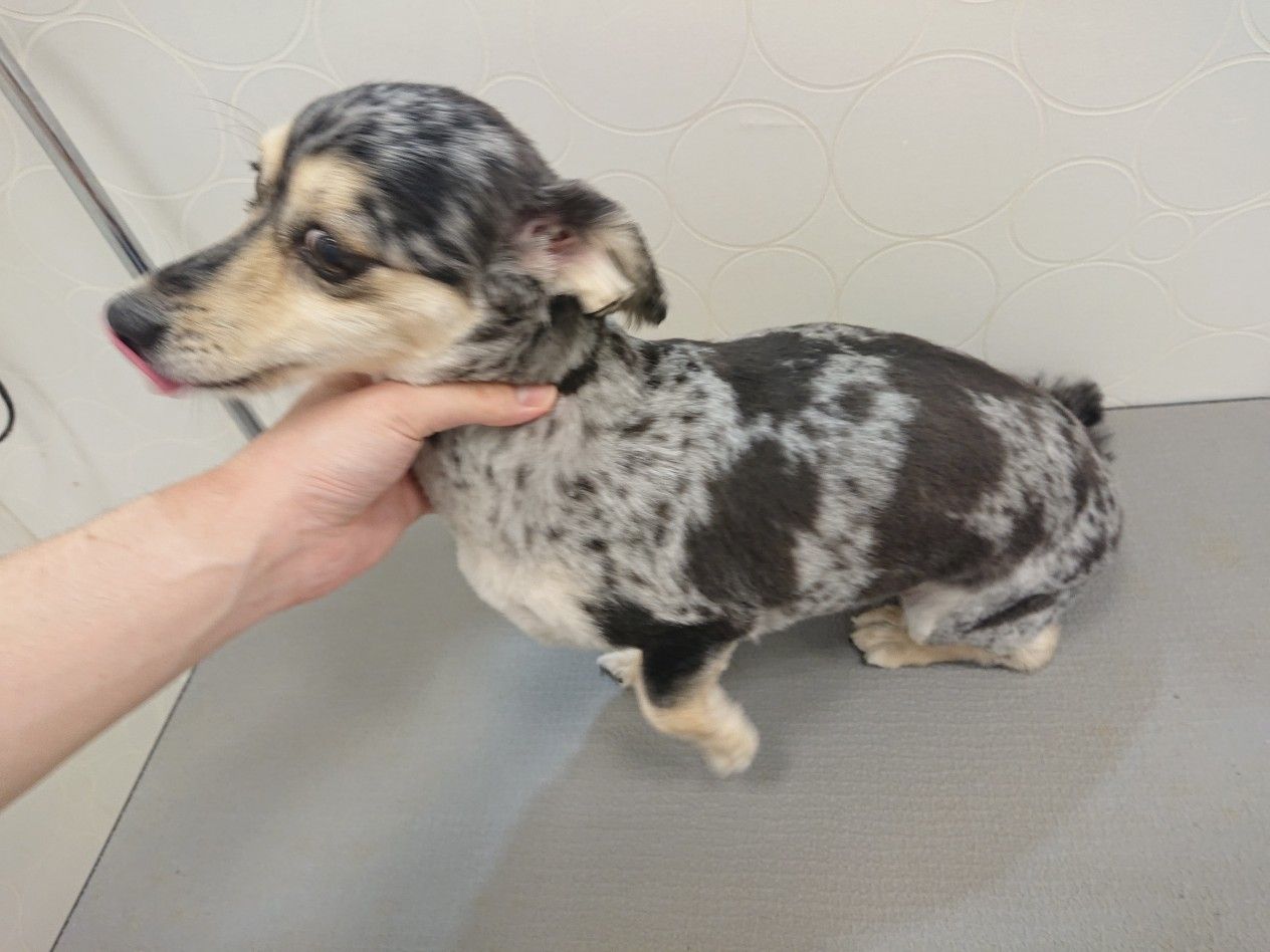 チワックスカット 全身3ｍｍ 細川 名古屋市南区 ワンラブ イオンモール新瑞橋店のblog