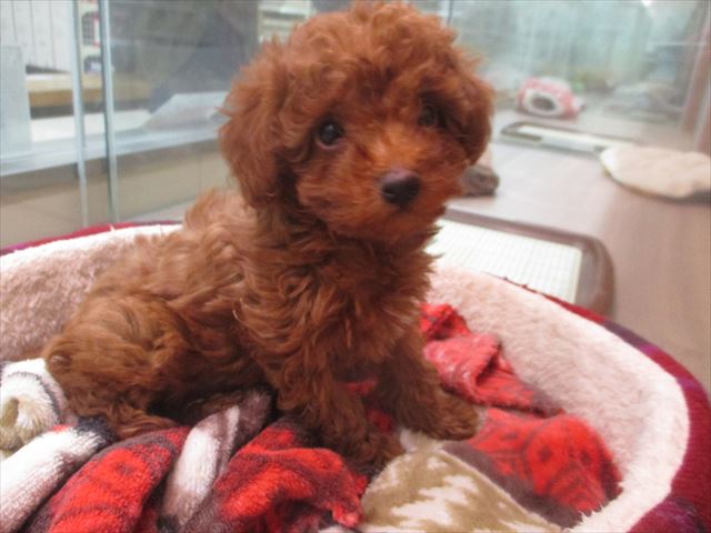 トイプードル ワンラブ カインズ仙台港店のブログ トイプードル ワンラブ カインズ仙台港店のブログ