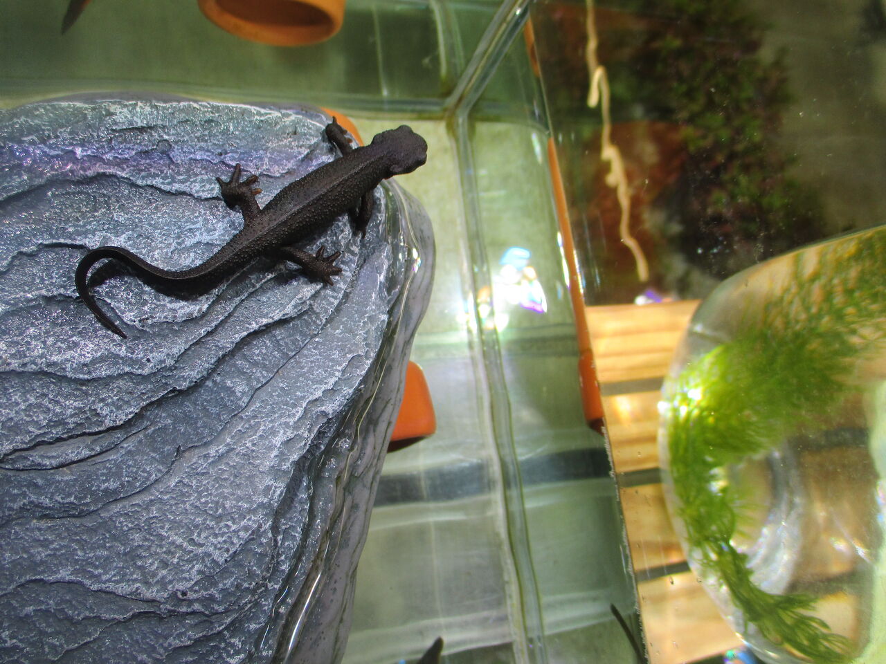 アカハライモリ ワンラブ カインズ仙台港店のブログ アカハライモリ ワンラブ カインズ仙台港店のブログ