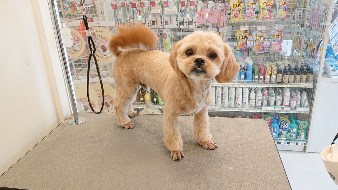 トリミングブログ シャンプーカット 千葉県 市原市 ワンラブ ユニモちはら台店ブログ トリミングブログ シャンプーカット 千葉県 市原市 ワンラブ ユニモちはら台店ブログ